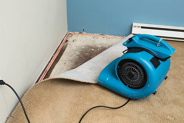 Best Water damage contractors near me  in Cortland, OH